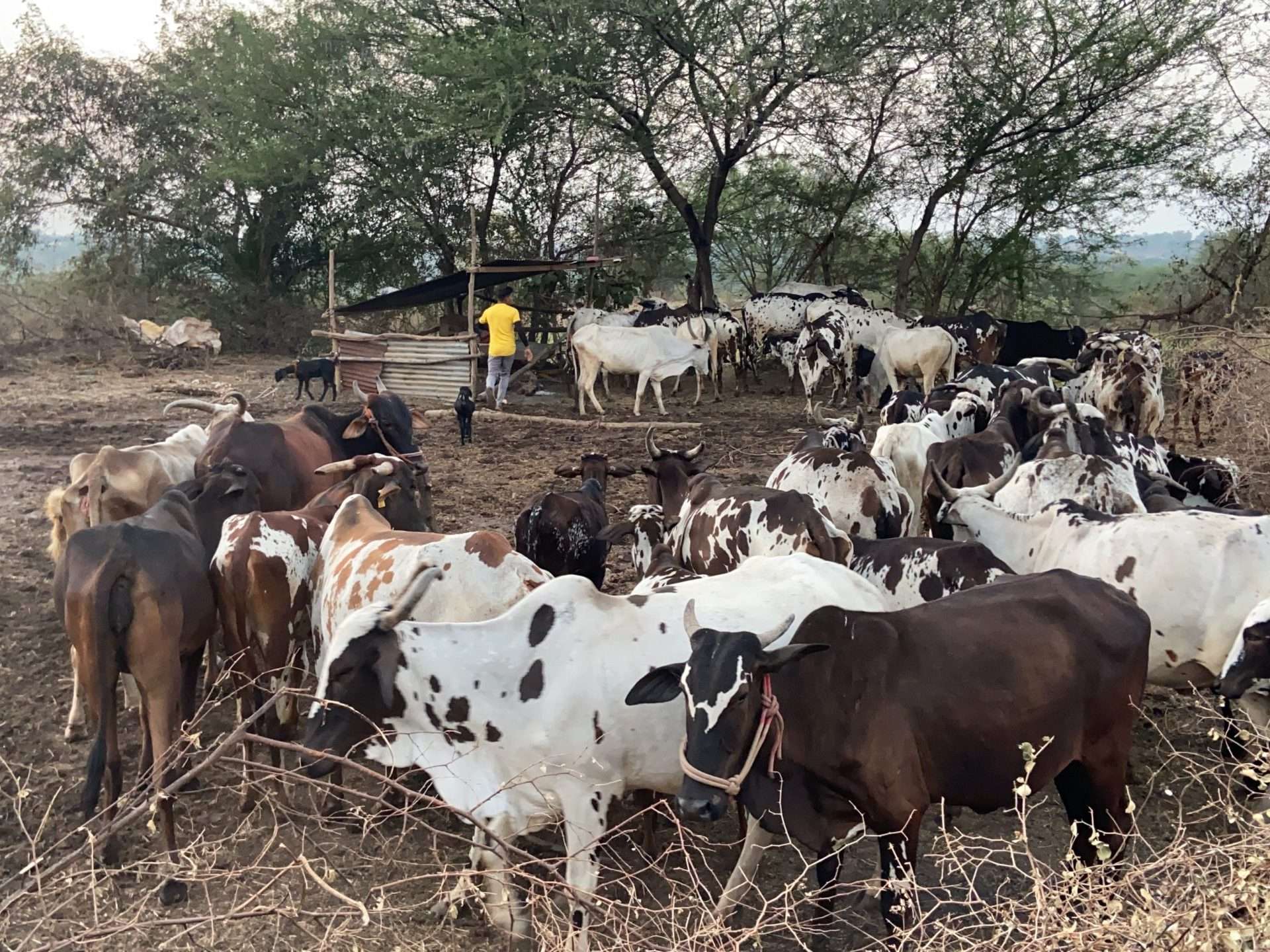 Breed Preservation Portfolio