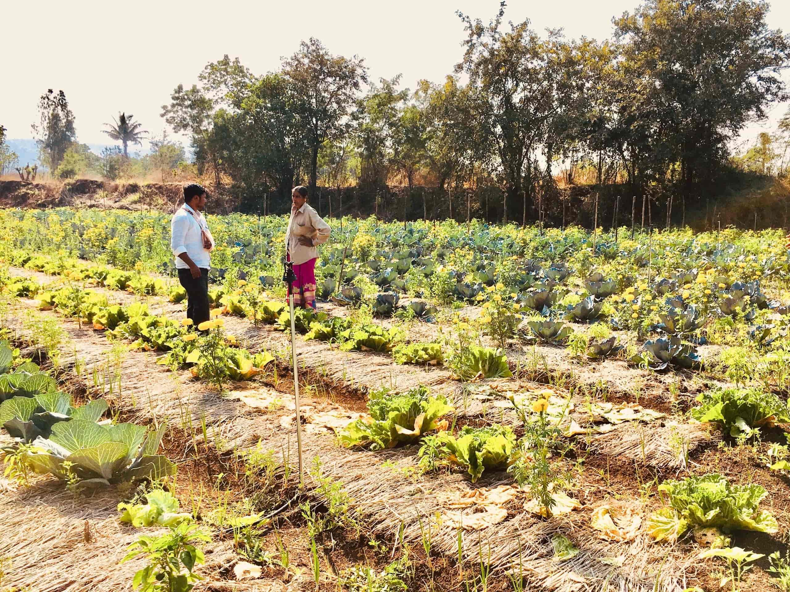 Natural Farming Portfolio